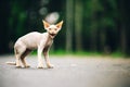 Curious Funny Cute Beautiful Playful Devon Rex Cat Looking At Camera. Emotion Of Cats. Amazing Happy Pets. Devon Rex Cat