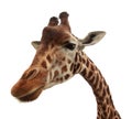 Curious funny giraffe Royalty Free Stock Photo