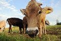 Curious, funny look of a cow