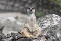 Curious funny meerkat sitting on a stump and looks into the camera. Royalty Free Stock Photo