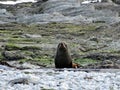 Curious Fur Seal, New Zealand