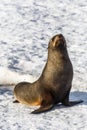 Curious fur seal sitting on the snow beach at Half Moon Island, Royalty Free Stock Photo