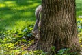 Curious furry squirrel climbing a tree, Central Park, Manhattan, New York city, USA