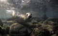 Curious Galapagos sea lion Zalophus wollebaeki underwater Royalty Free Stock Photo