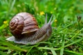 Curious garden snail explores its surroundings in search of greenery