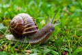 Curious garden snail explores its surroundings in search of greenery