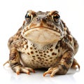 The Curious Gaze of a Brown Toad A Detailed Composition with a White Background Royalty Free Stock Photo