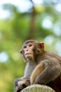 A curious gaze of monkey Royalty Free Stock Photo