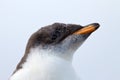 Curious Gentoo Penguin chick Royalty Free Stock Photo