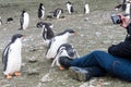 Curious Gentoo penguin chicks with woman videoing on smart phone, South Shetland Islands, Antarctica