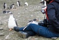 Curious Gentoo penguin chicks with woman videoing on smart phone, South Shetland Islands, Antarctica Royalty Free Stock Photo