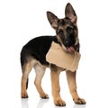 Curious german shepard with empty sign looks to side Royalty Free Stock Photo