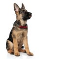 Curious german shepard with red bowtie and tongue exposed Royalty Free Stock Photo