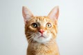 Curious Ginger Cat Gazes Directly Into The Camera, Against A White Backdrop