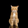 Gorgeous Ginger Cat on Isolated Black background Royalty Free Stock Photo