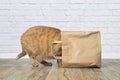 Curious ginger cat stuck his head inside a paper bag. Royalty Free Stock Photo