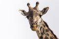 Giraffe and Flies Royalty Free Stock Photo