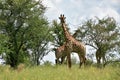 Curious giraffe,Kruger national park