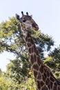 Curious giraffe look from above