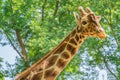 Curious giraffe looks at you head shot close up portrait.