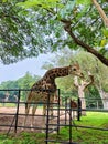 A curious giraffe reaching out to the visitors in Shri Chamrajendra Zoo, Mysore