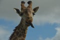 Curious Giraffe sticks out his Tonngue