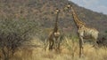 Curious giraffes, Boekenhoutfontein  Farm, North West, South Africa Royalty Free Stock Photo