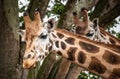 Curious giraffes in nature. Close-up of giraffe head and neck. Royalty Free Stock Photo