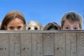 Two friends and their dogs lurking over a wooden fence Royalty Free Stock Photo