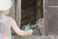 Curious girl feeding domestic rabbits with organic grass