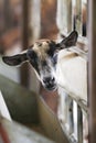 Curious Goat Royalty Free Stock Photo