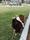 Curious Goat by the Fence at a Farm Royalty Free Stock Photo
