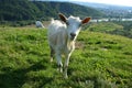 Curious goat on green pasture