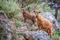Curious goat and her kid climbings rocks in Crete Greece Royalty Free Stock Photo