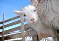 Curious goat kid Royalty Free Stock Photo