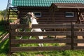 A curious goat with large horns