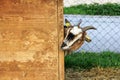 A curious goat looks around the corner from her stable