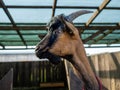 A curious goat peeks out from behind a fence