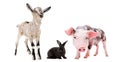 Curious goat, rabbit and pig together Royalty Free Stock Photo