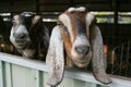 Curious Goats Royalty Free Stock Photo