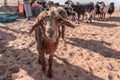 Curious goats in the warm desert of Oman Royalty Free Stock Photo