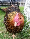 Curious gold laced Wyandotte hen