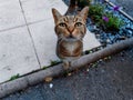 Curious gold red tabby cat looks into the camera during a walk outside