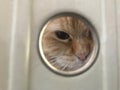 Curious cat looking inside a peephole