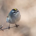 Curious golden crowned kinglet Royalty Free Stock Photo