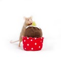 Curious golden domestic mouse explores plush cupcake.