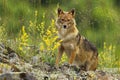 Curious golden jackal standing on rocks and looking to camera in summer