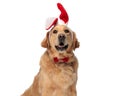 curious golden retriever dog with bunny ears and bowtie looking up