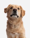 curious golden retriever dog looking up and sitting on white background Royalty Free Stock Photo