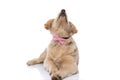 Curious golden retriever dog wearing pink bowtie and looking up Royalty Free Stock Photo